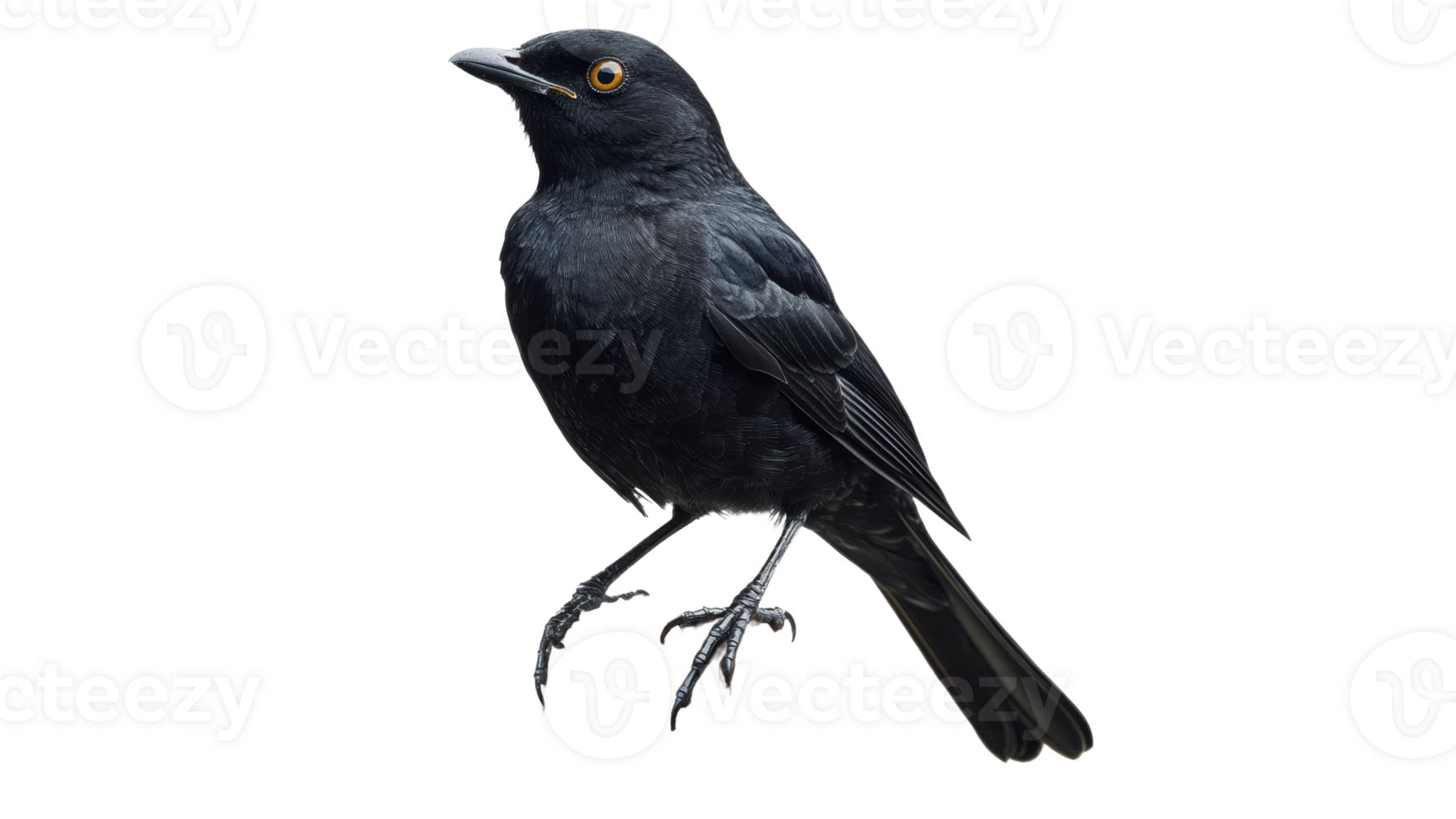 Blackbird perched gracefully in natural pose png