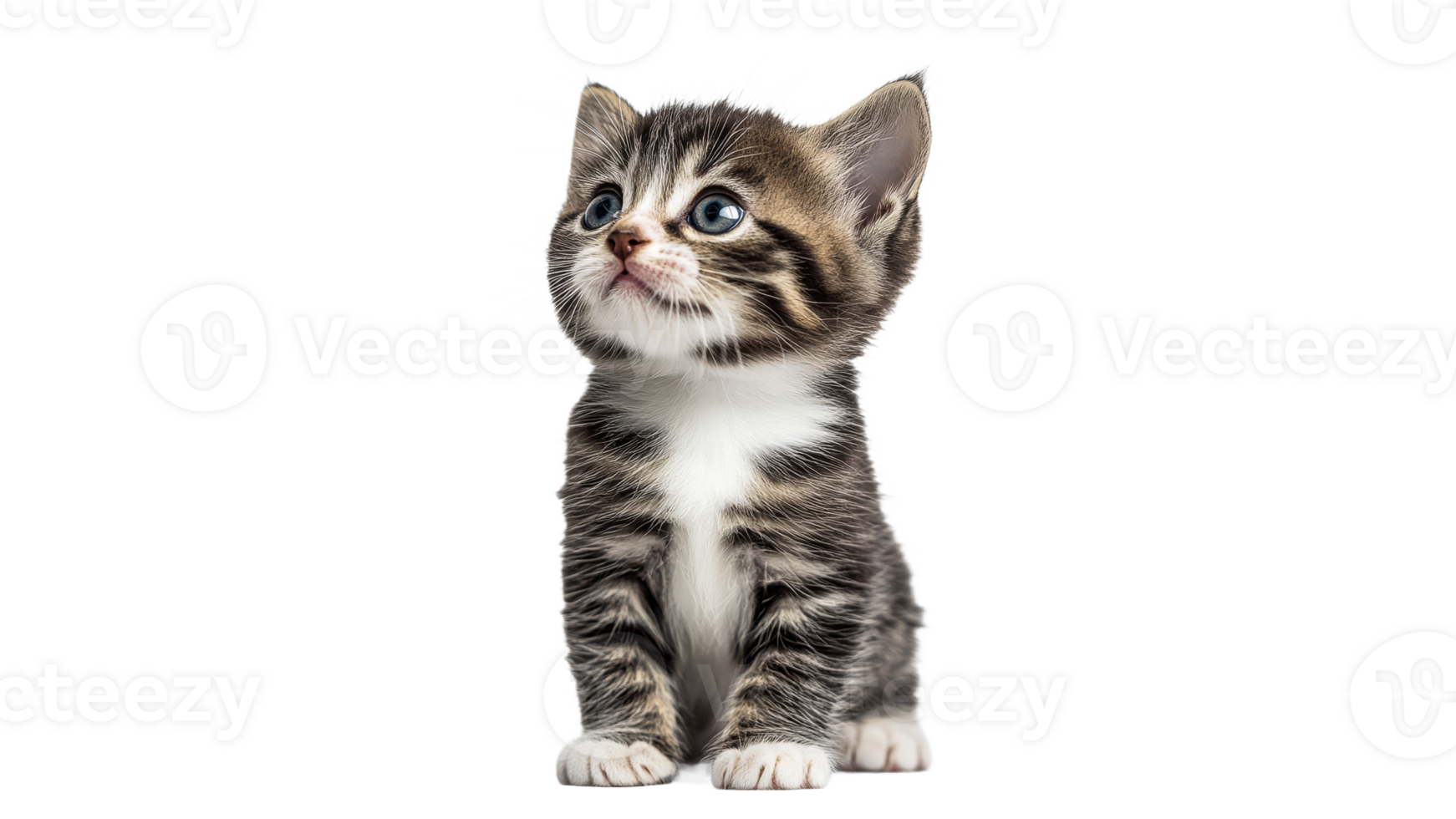 Cute kitten with blue eyes in playful pose png