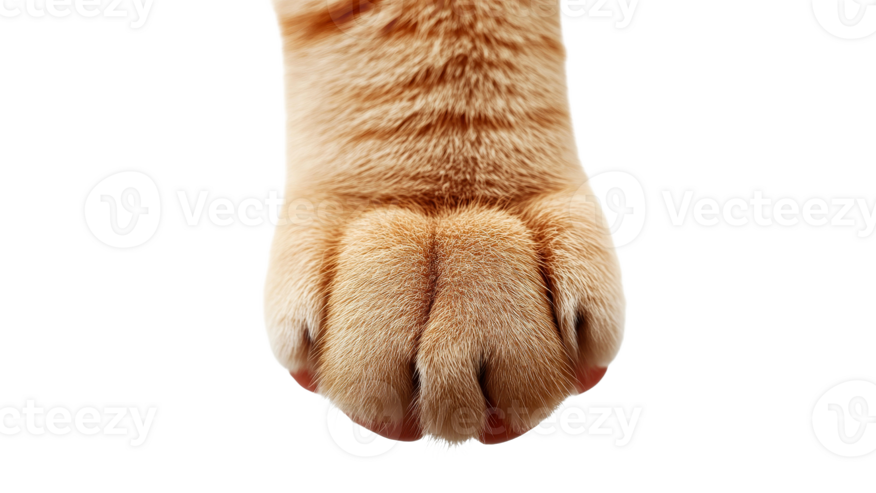 Close up of a ginger cat paw on a white background png