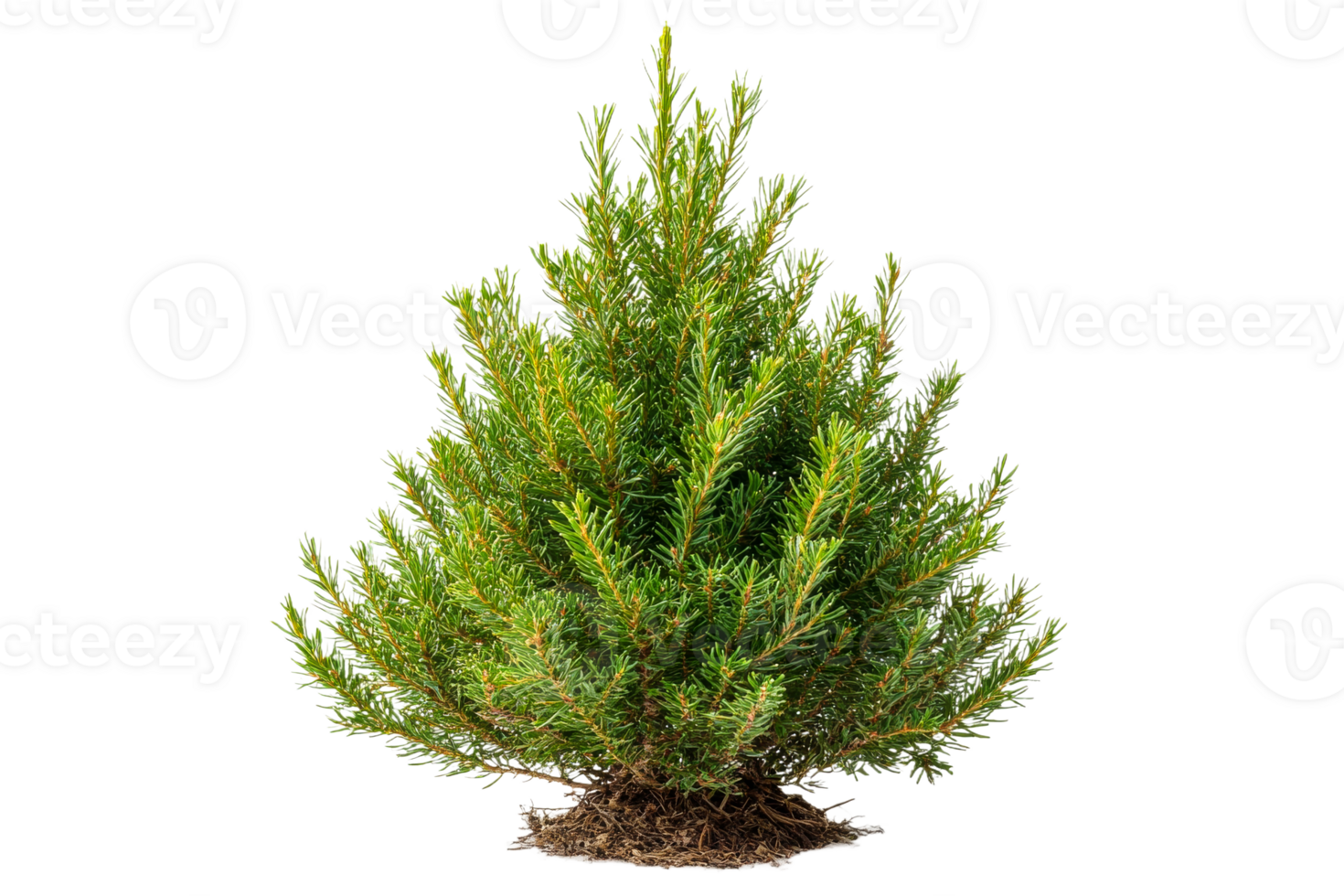 Small evergreen tree growing in bright light png