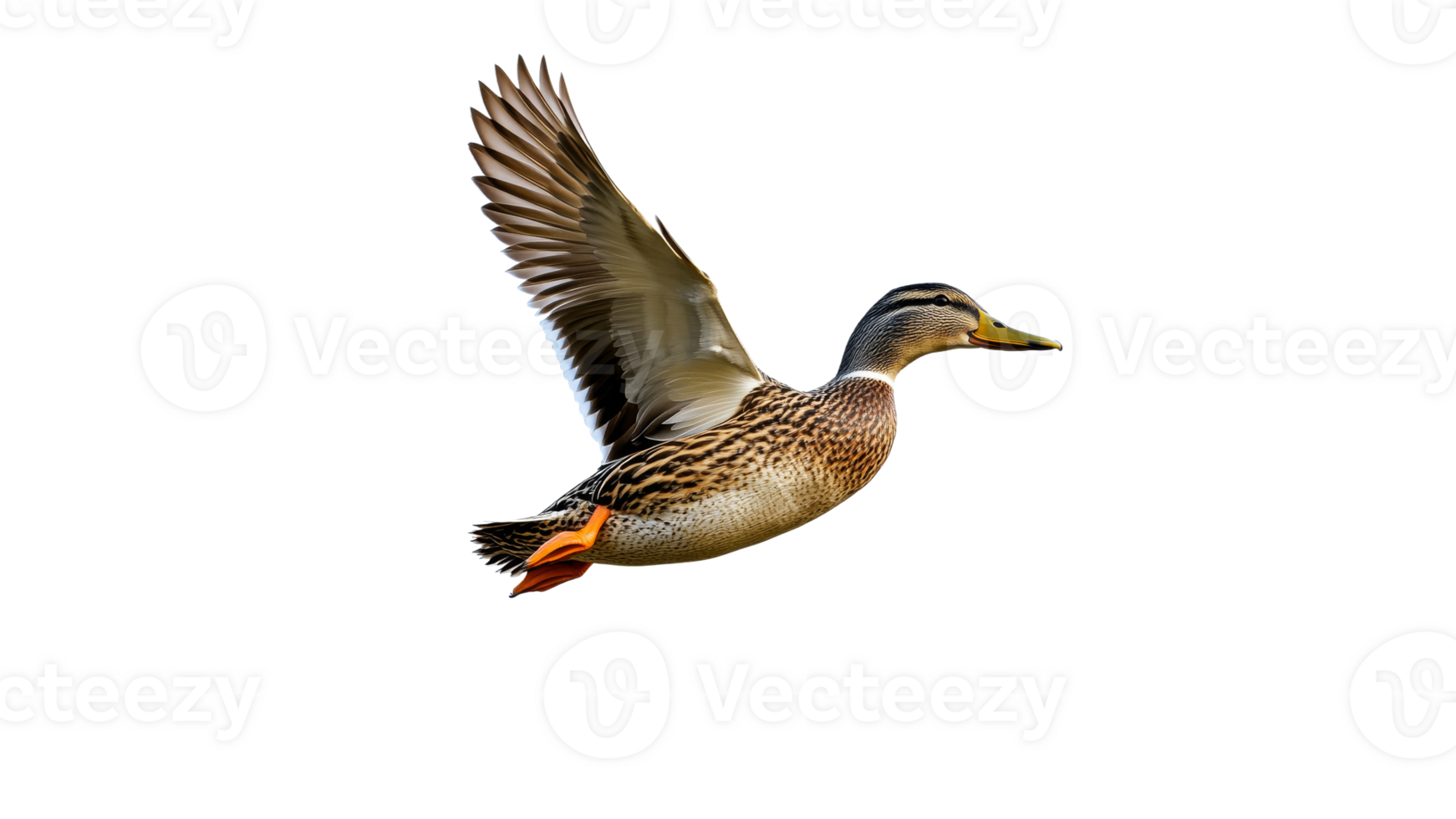 Mallard duck soaring gracefully through the air png