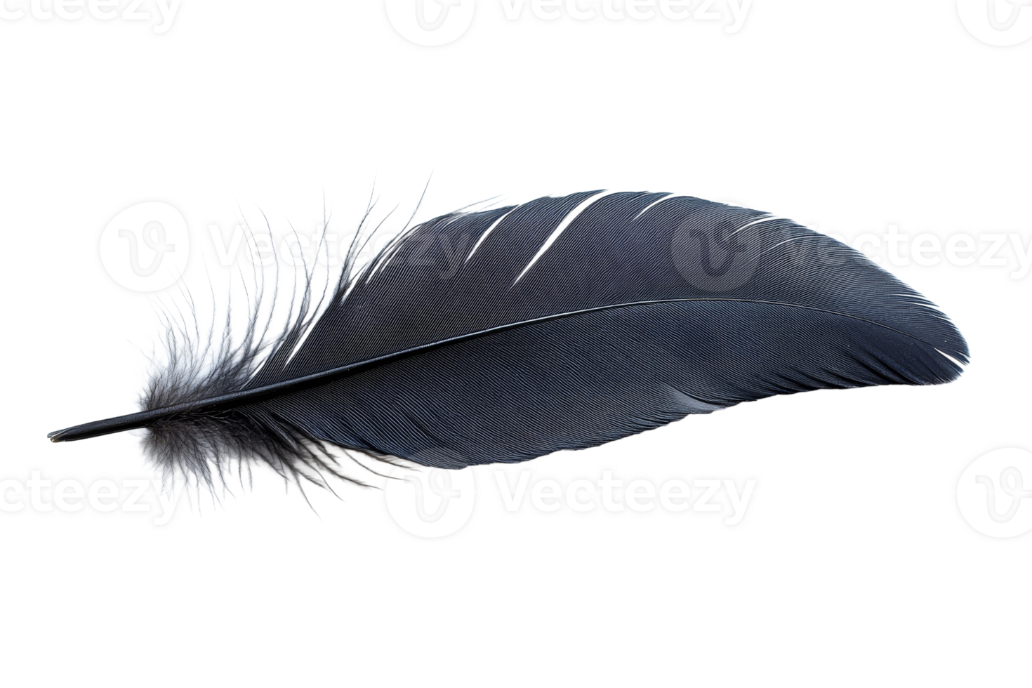 Detailed black feather on white png