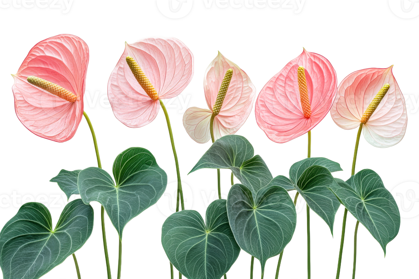 Colorful anthurium flowers arranged in a line png