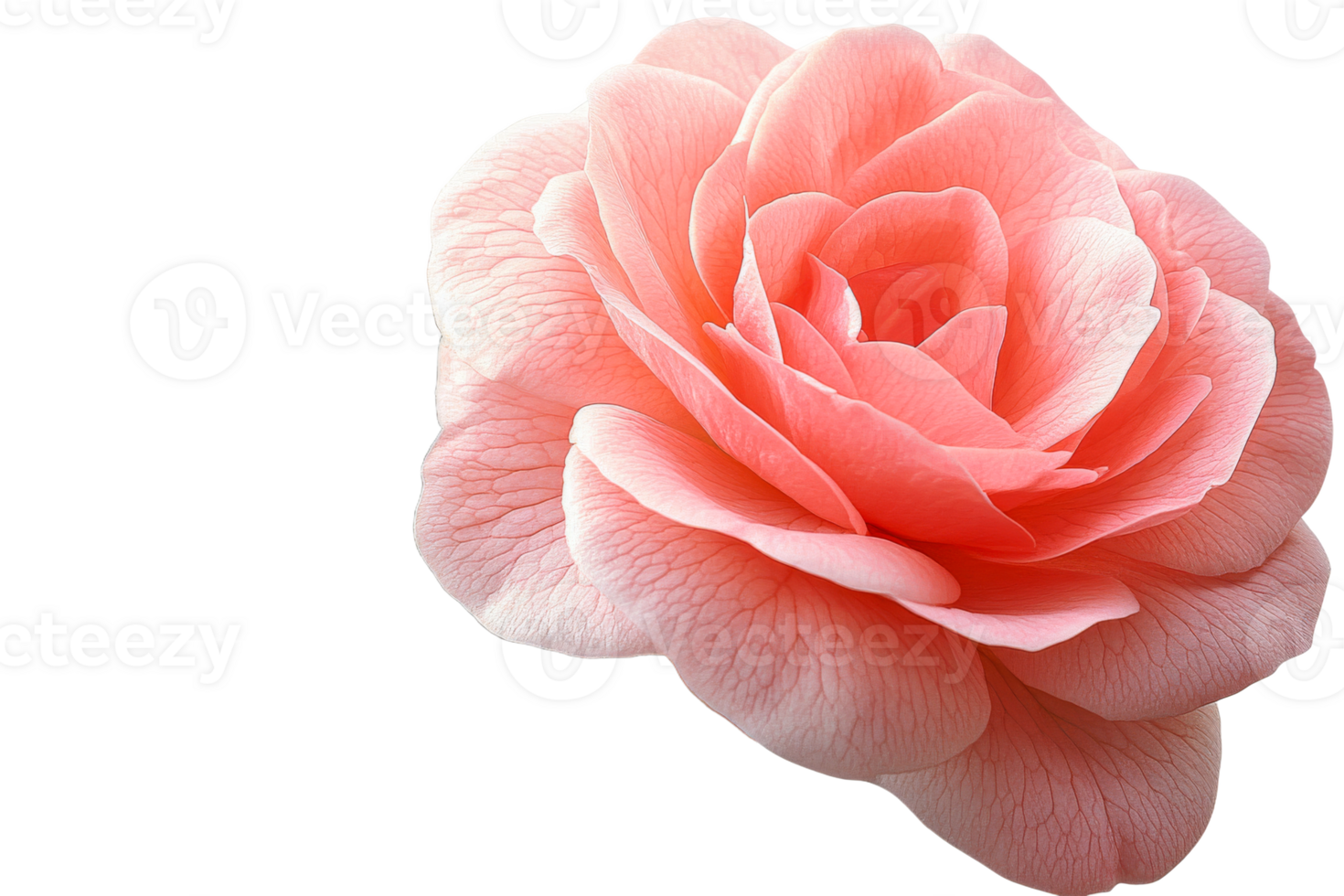 Delicate pink rose with soft petals in sunlight png