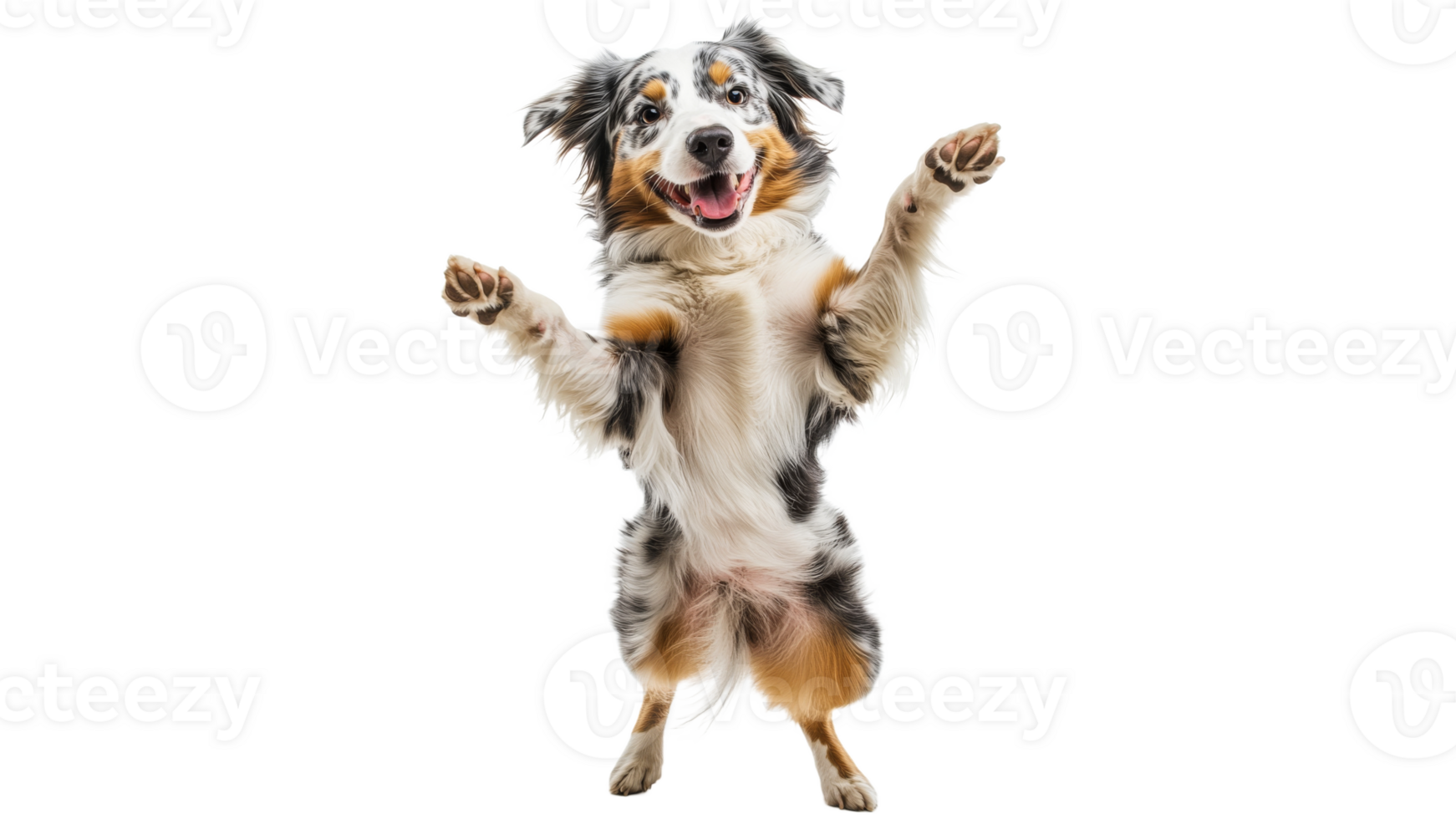 Happy dog performing tricks indoors during the day png