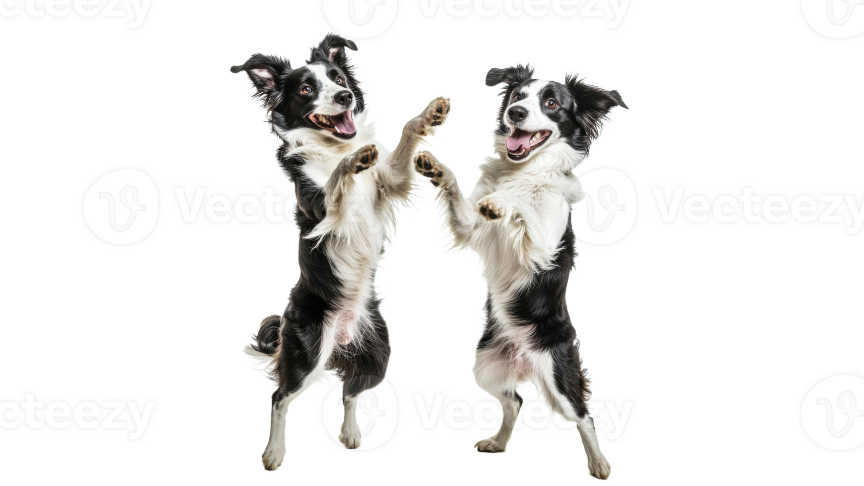 Two playful dogs jumping in excitement together png