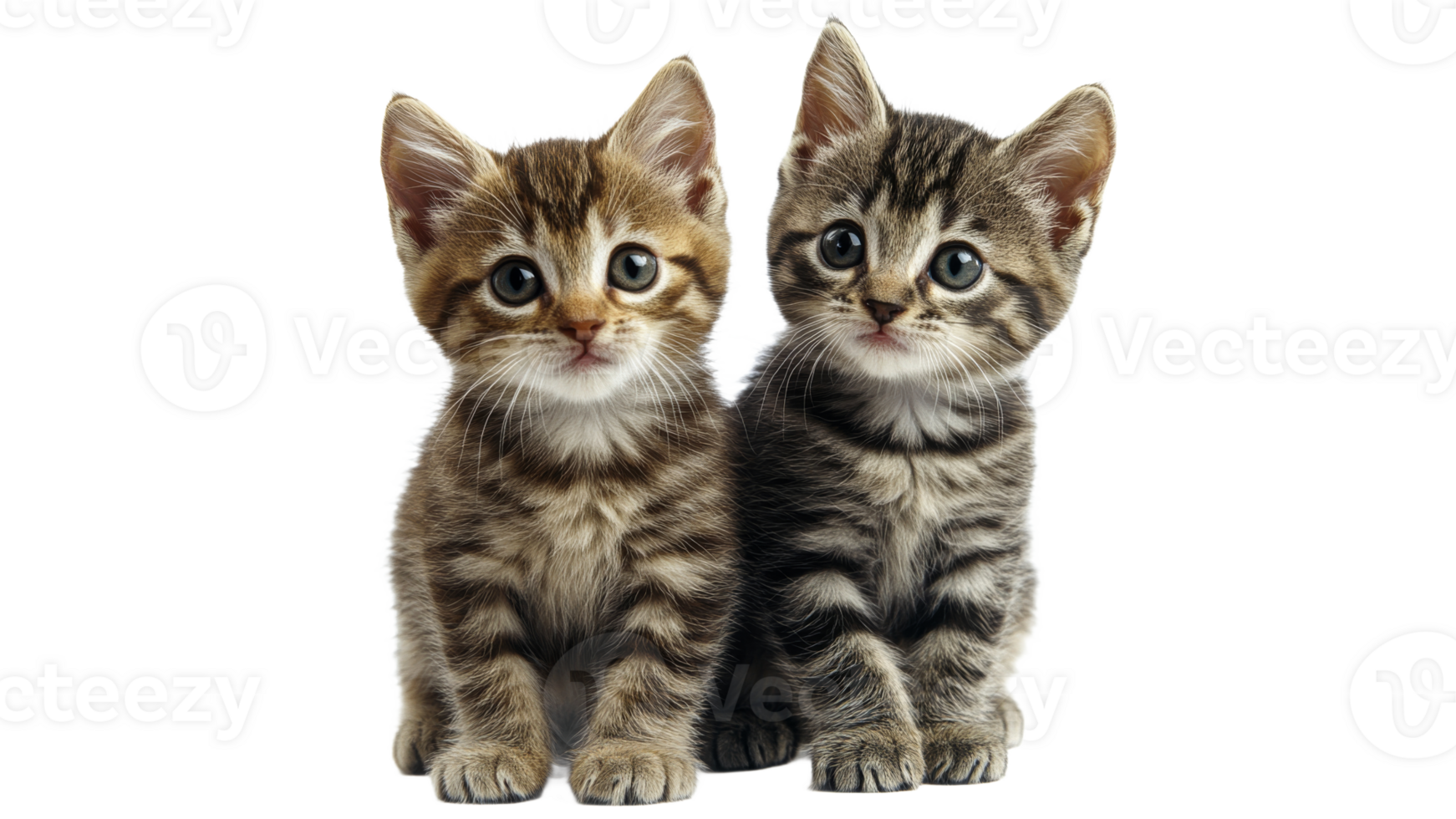 Two playful kittens sitting side by side png