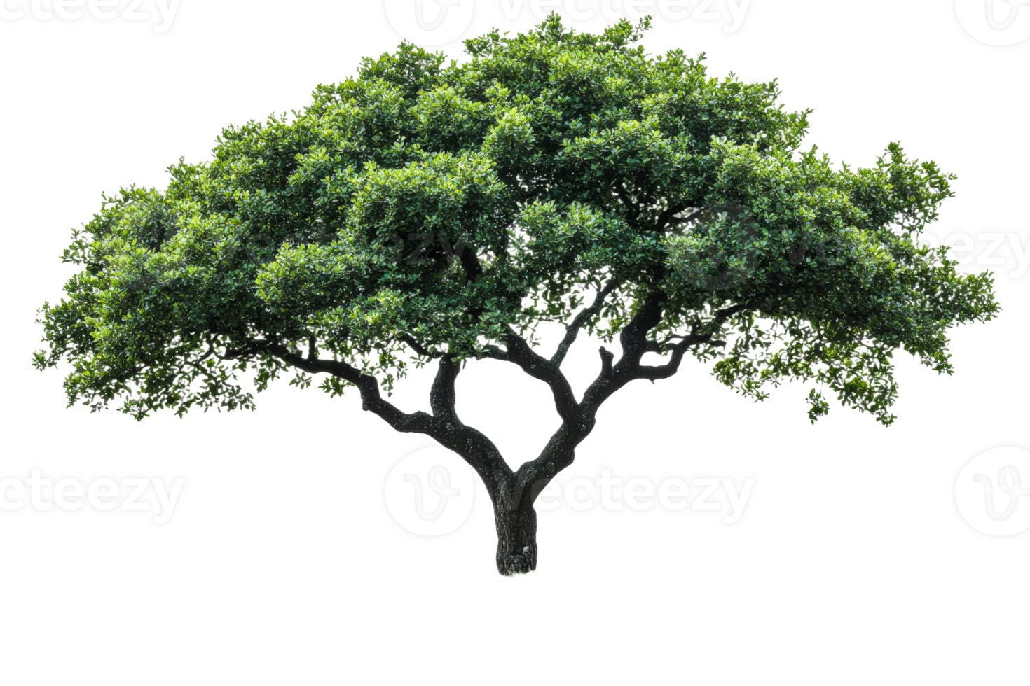 Beautiful green tree with wide canopy in sunlight png