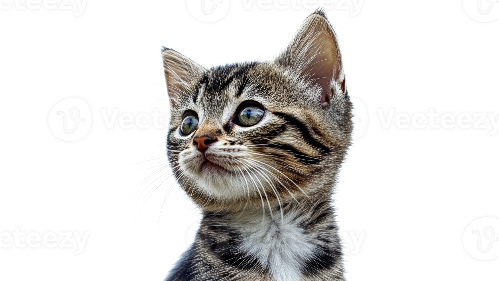 Curious kitten gazes with bright eyes and soft fur png