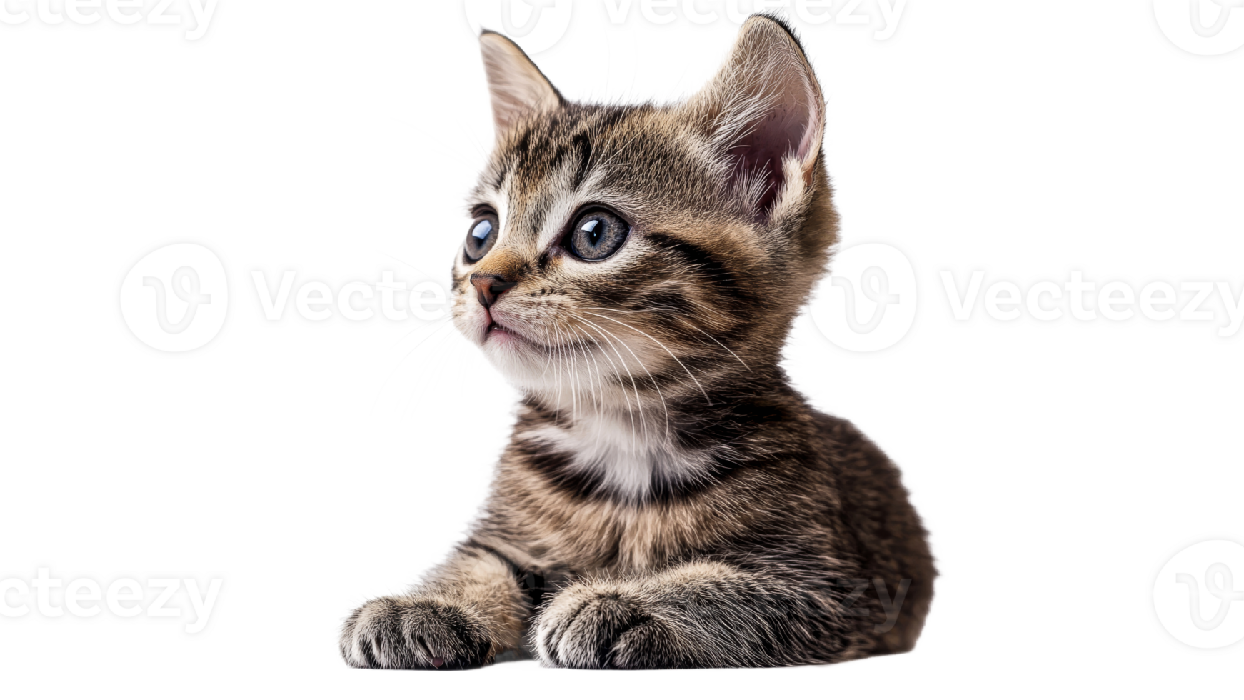 Playful kitten posing on a white surface png