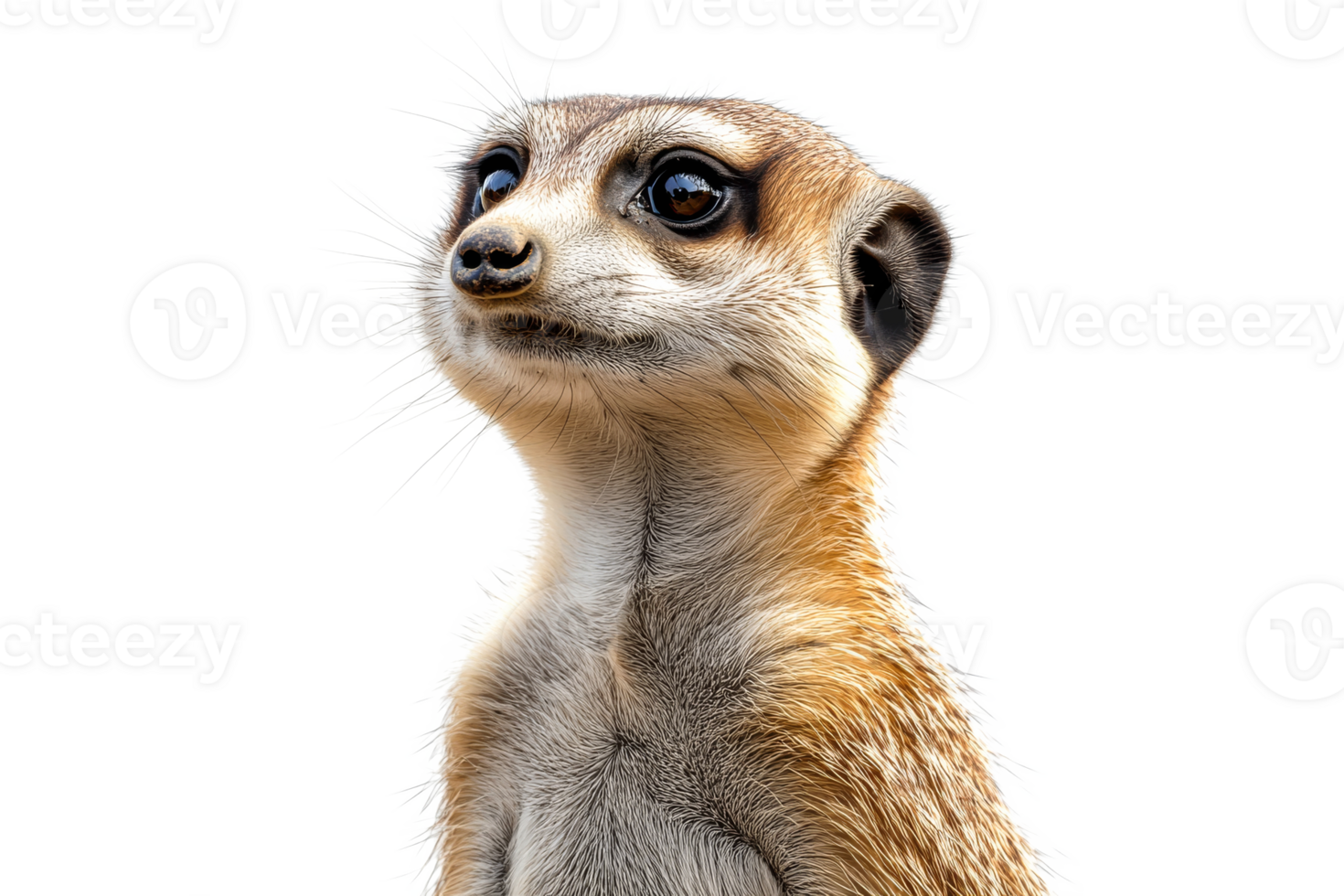 Cute meerkat poses for a close up shot png