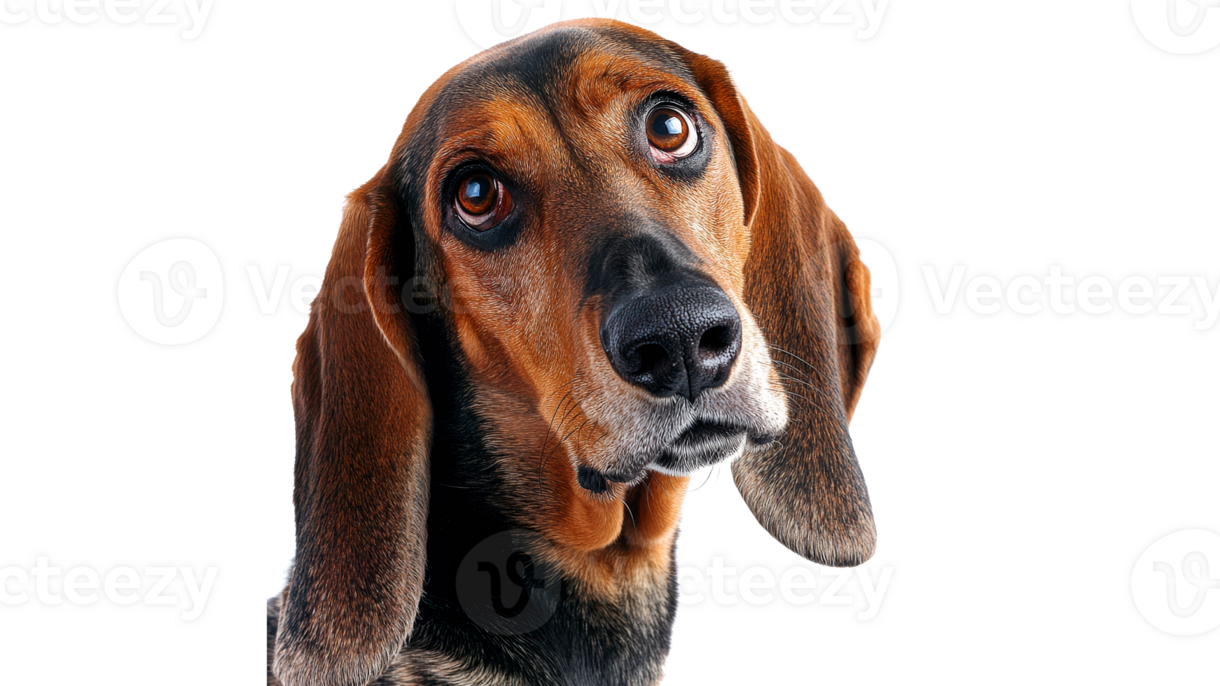 Beagle with expressive eyes gazing up png