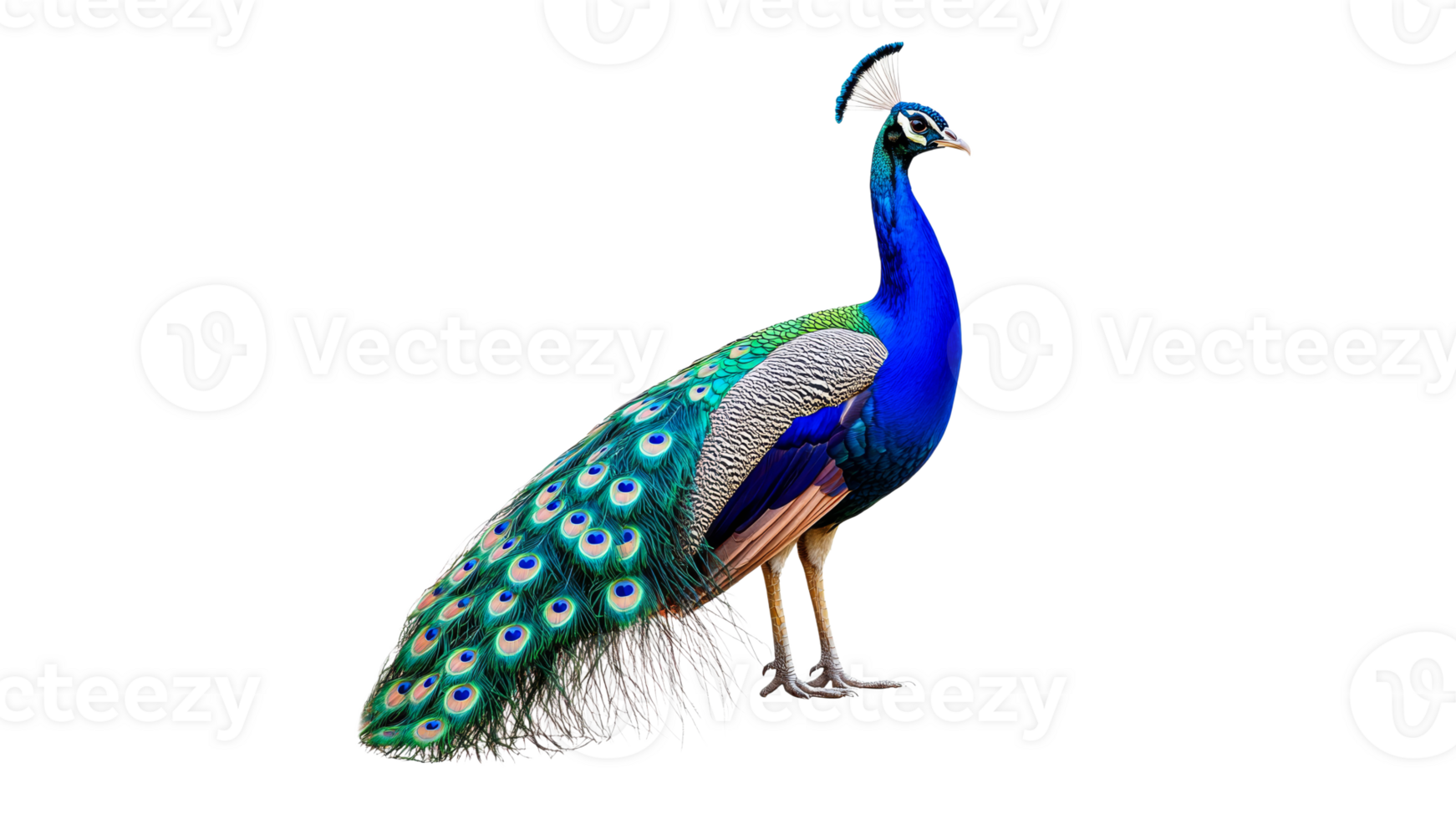 Colorful peacock displaying its vibrant feathers transparent background png