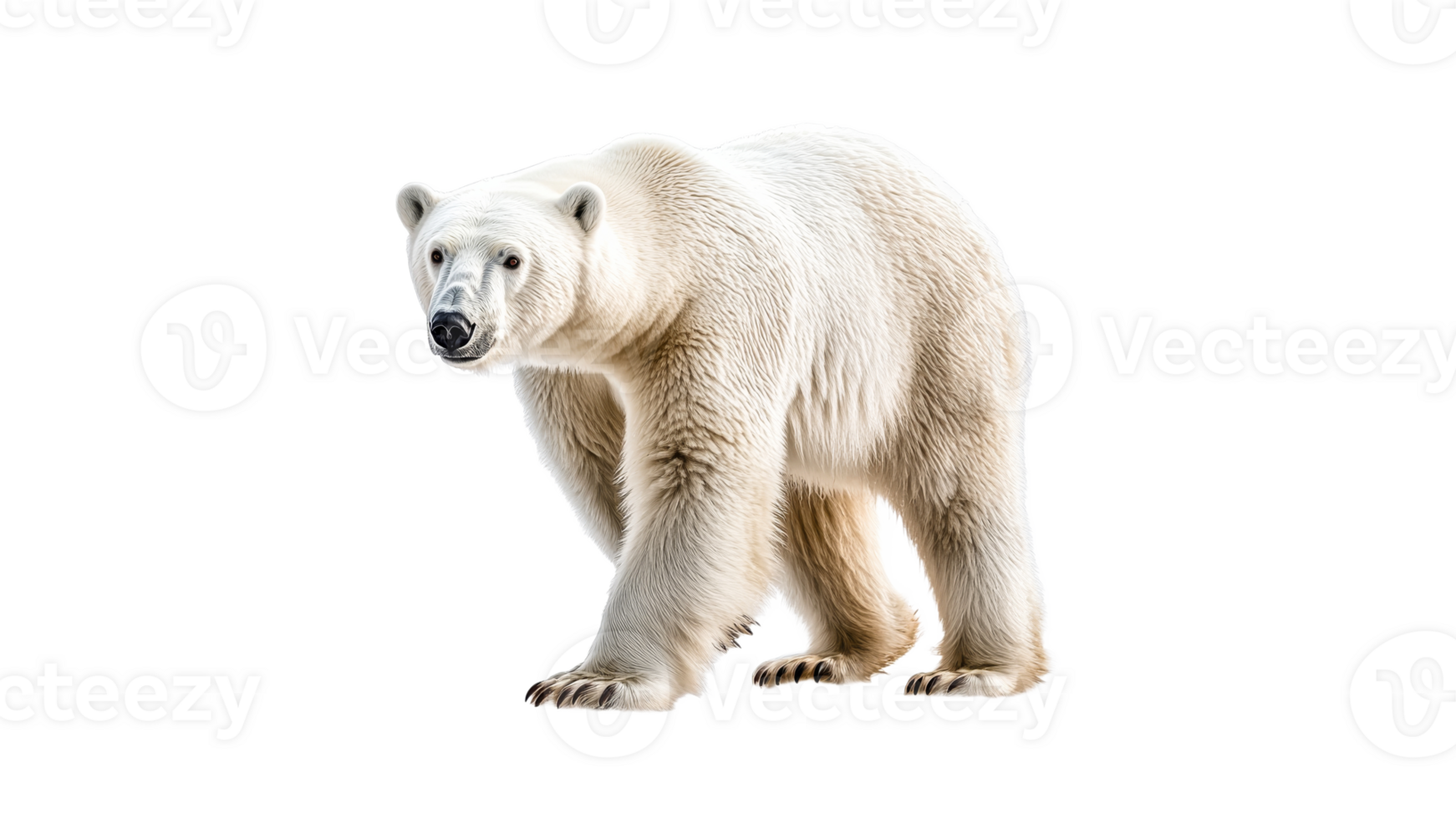 Polar bear walking in a snowy environment png
