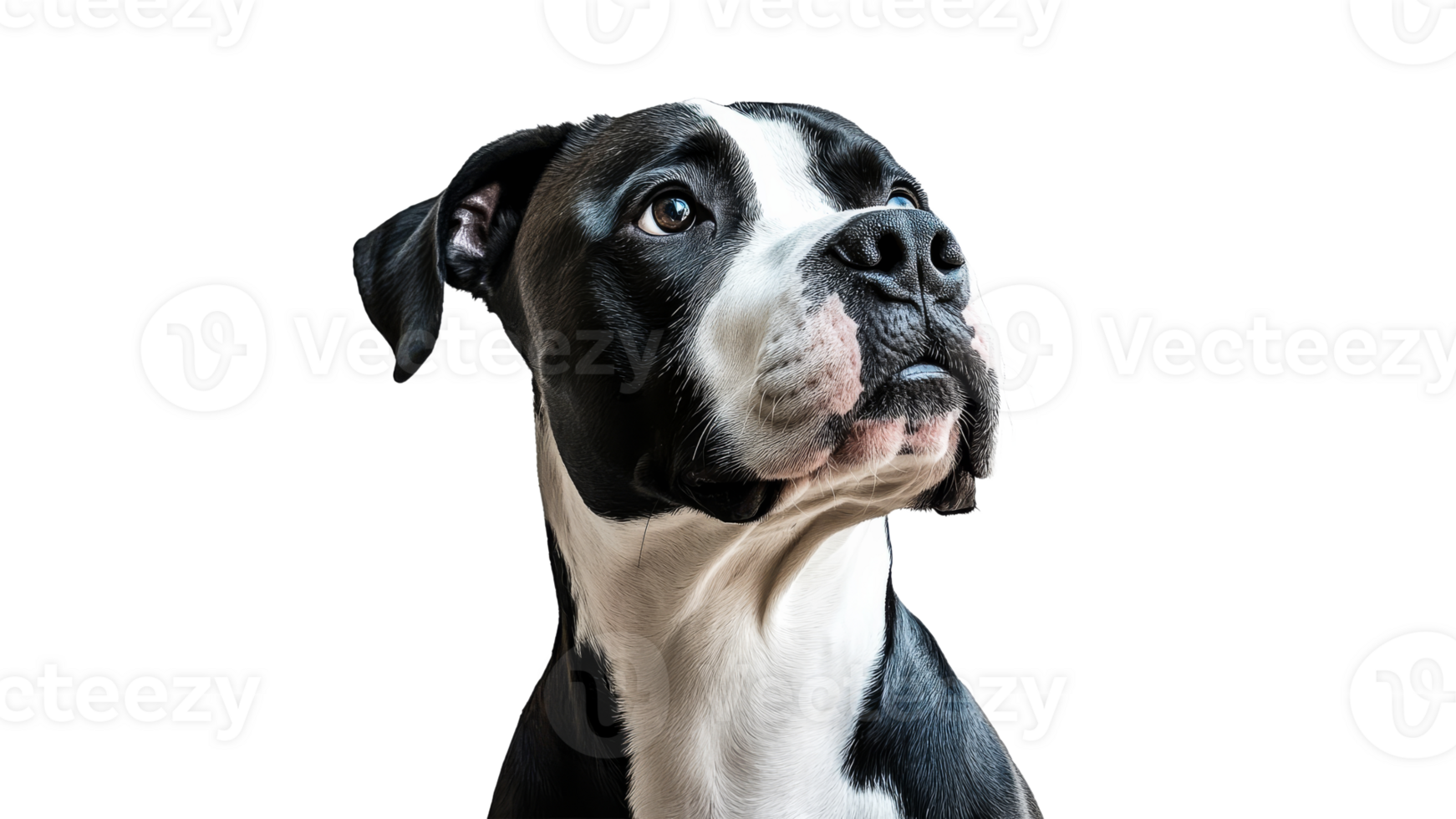 Black and white dog looking curiously to the side png