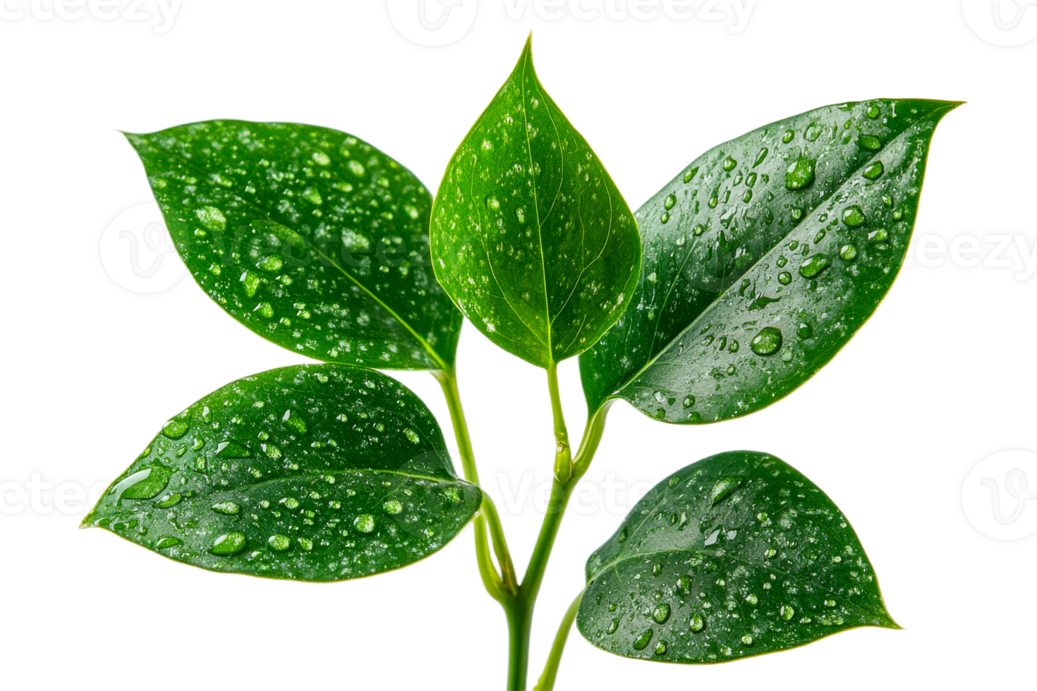 Glistening green leaves with droplets png