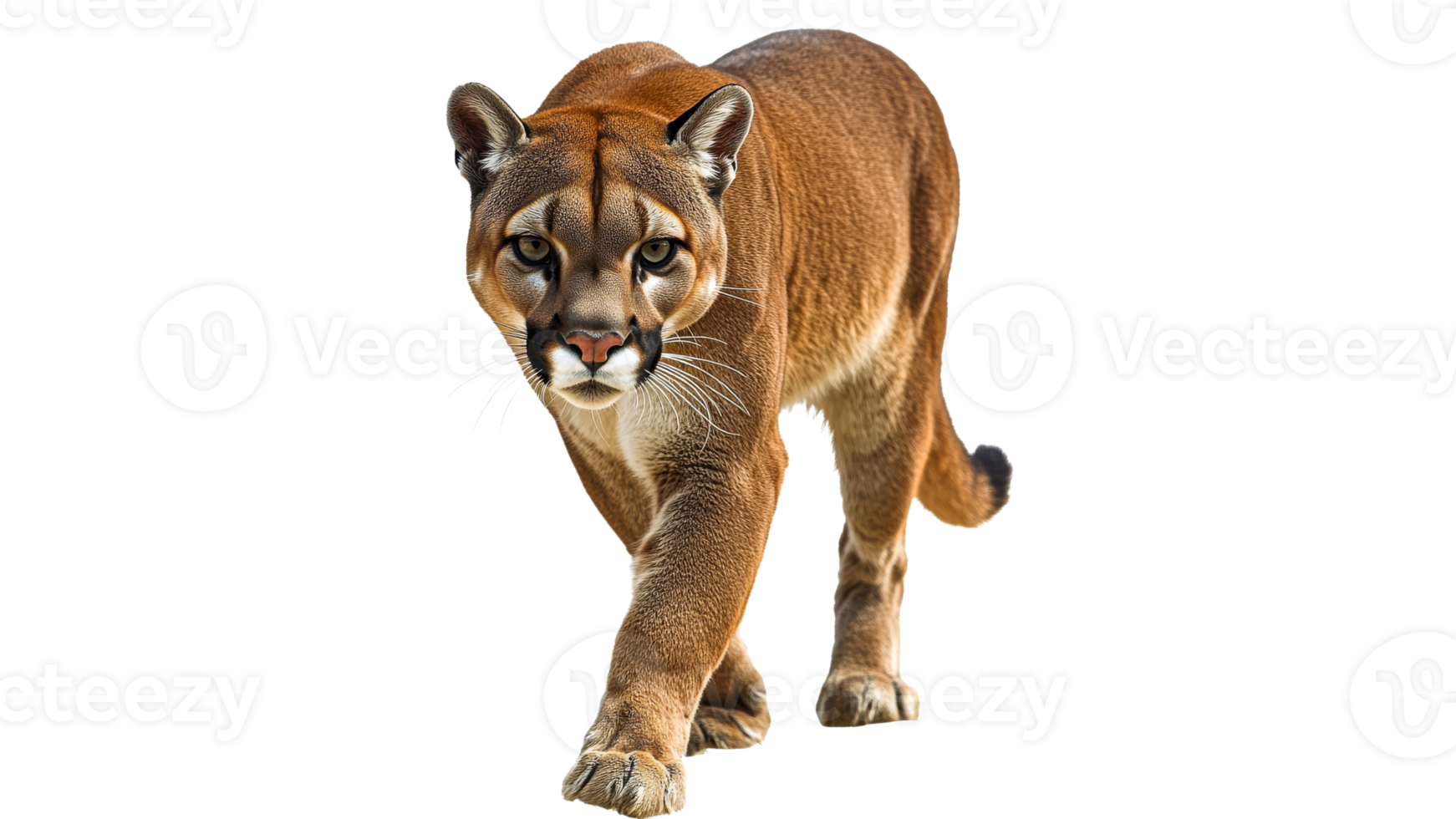 Mountain lion walking on a white background png