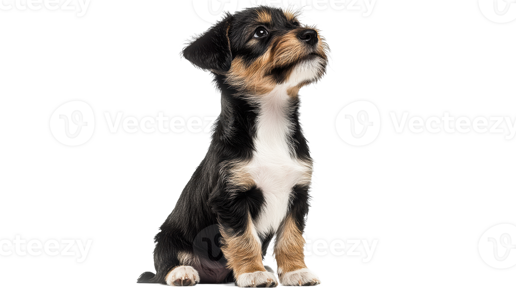 Cute puppy sitting and looking up with curiosity png