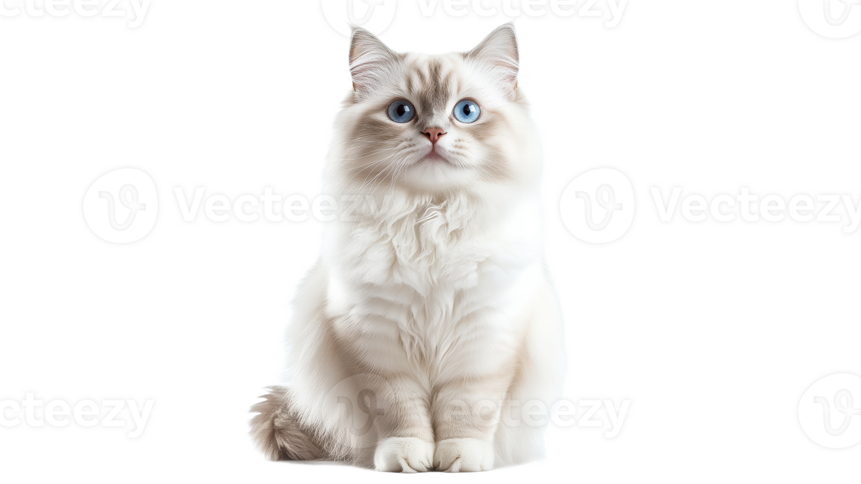 Adorable fluffy cat sitting with bright blue eyes png