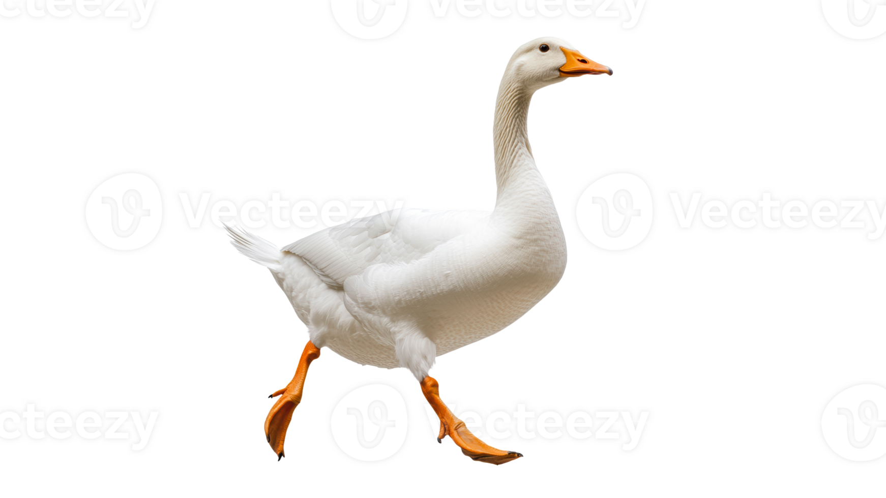 White goose walks elegantly in open space png