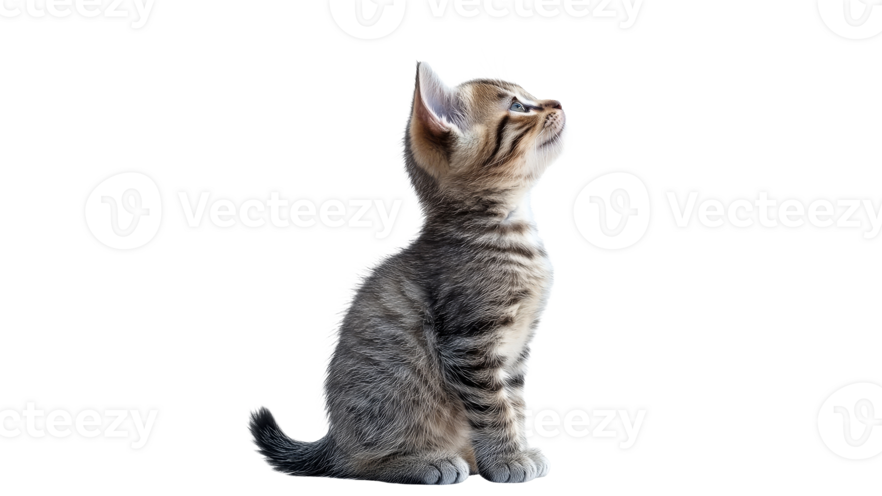 Curious kitten gazing upward in bright light transparent png