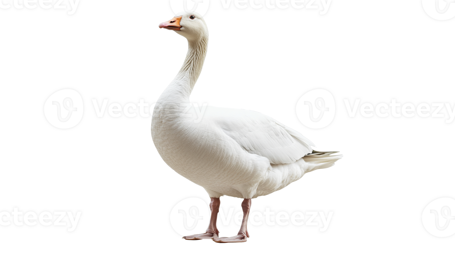 Confident white goose on plain backdrop png