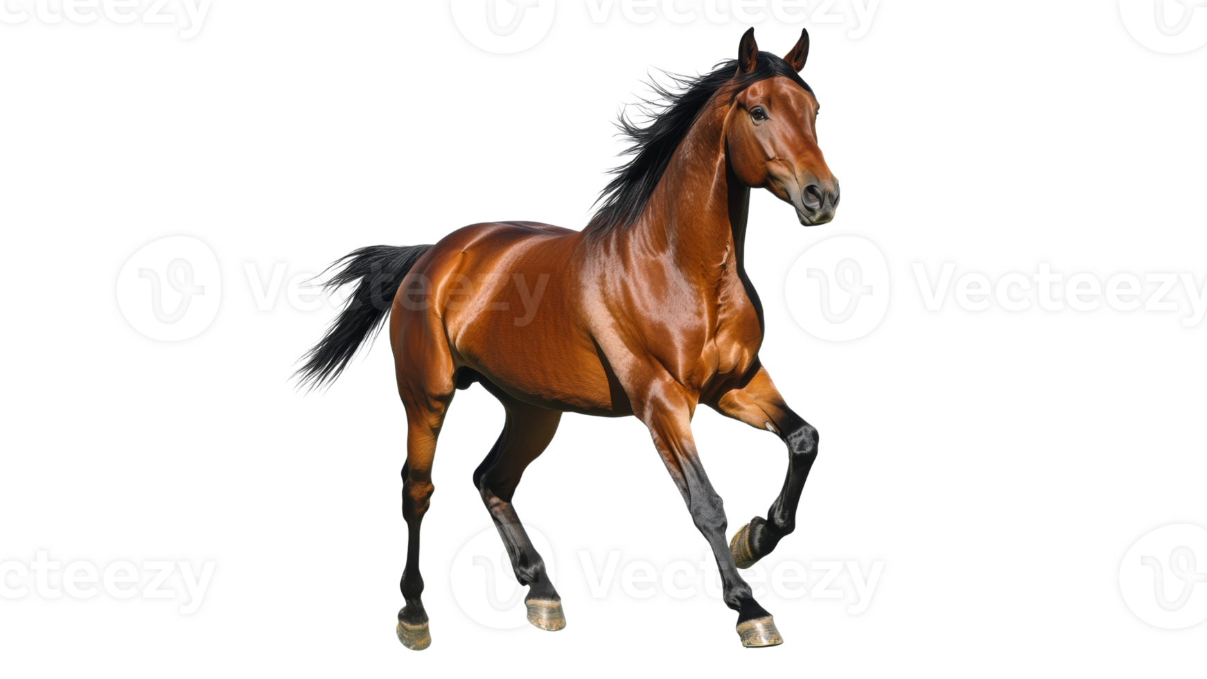 Brown horse galloping in sunlight png