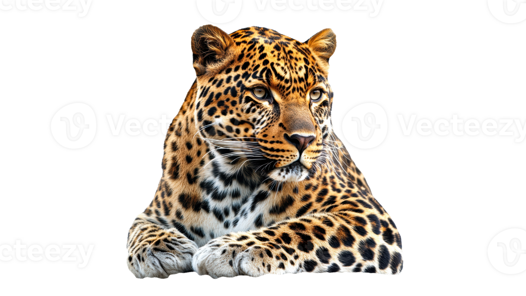 Leopard resting comfortably on a white background png