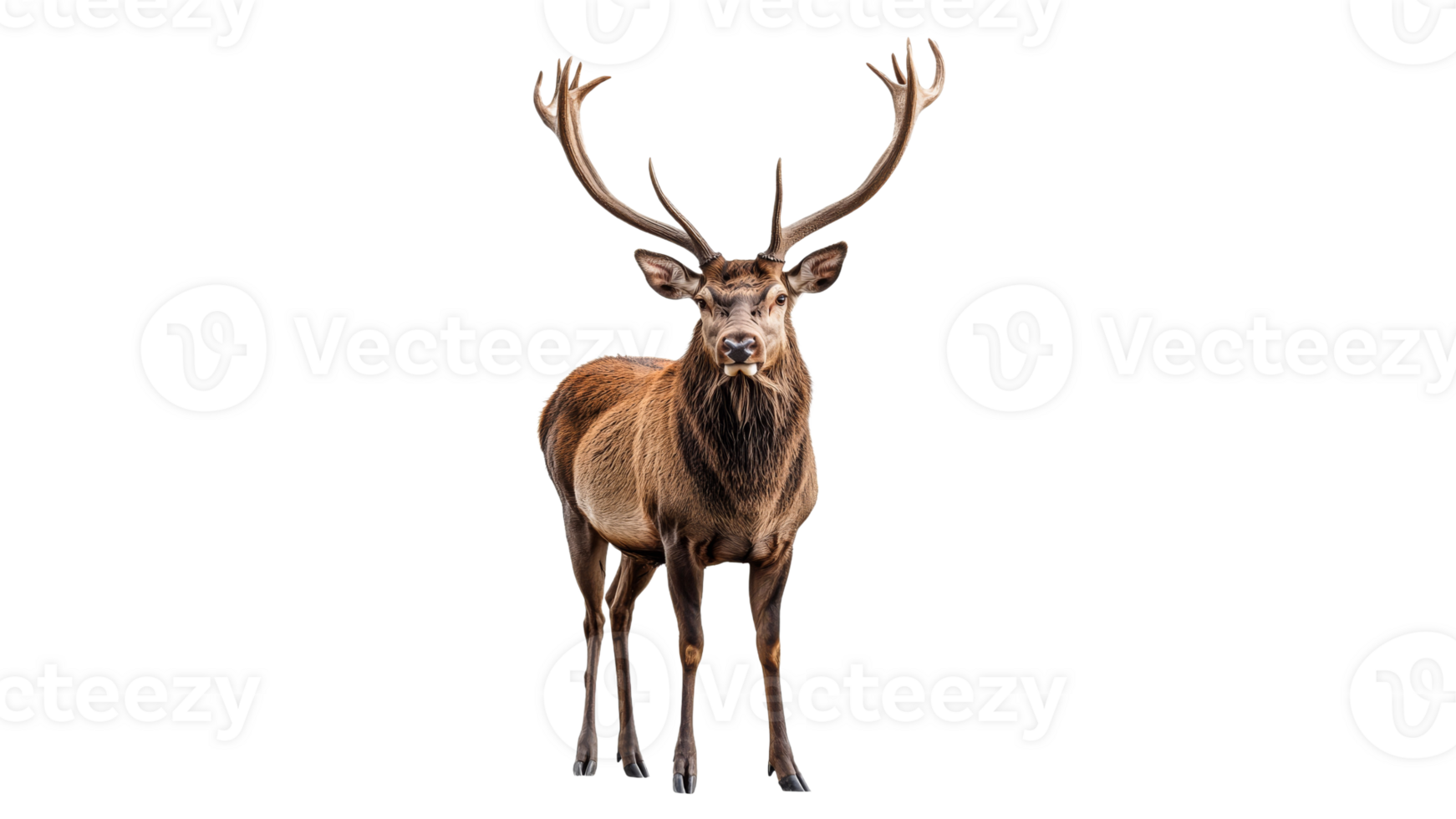 Majestic stag standing tall in a natural setting png