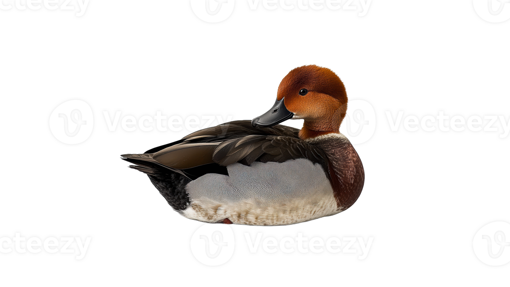 Graceful duck resting on neutral tones png