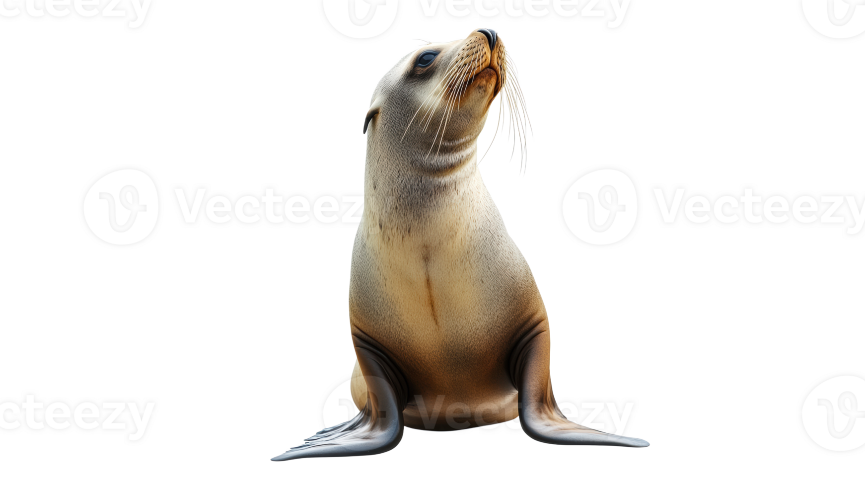 Seal resting on a smooth surface in natural pose png