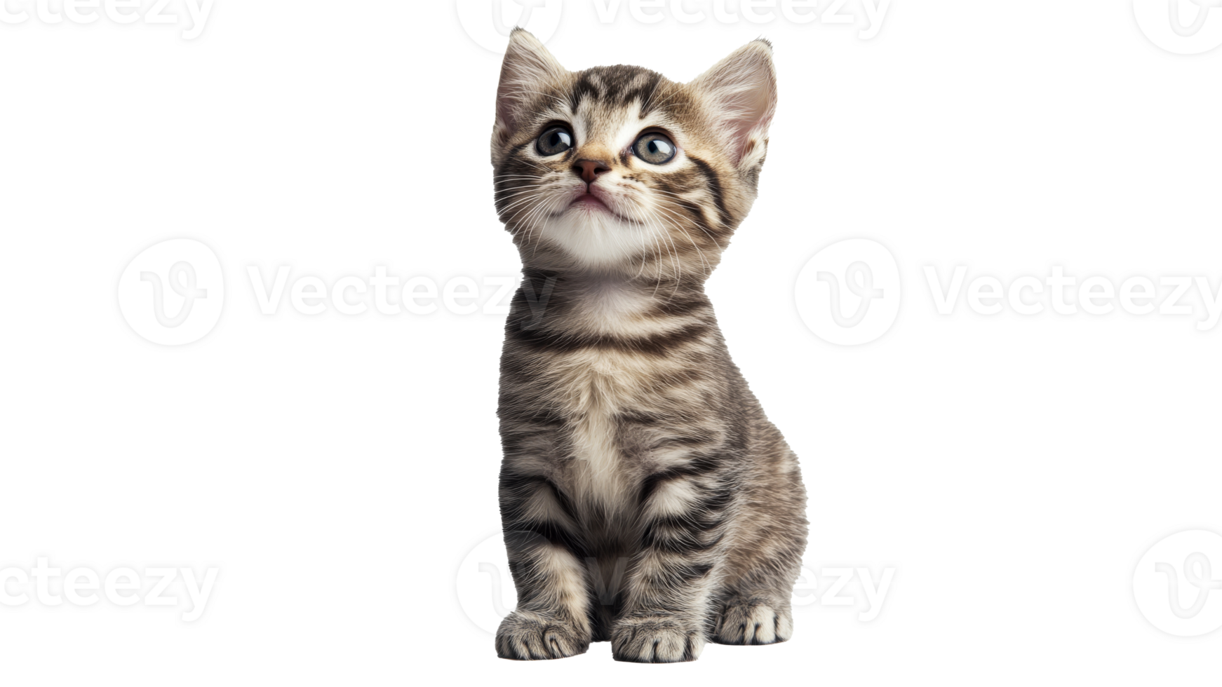 Curious kitten gazing up in studio png