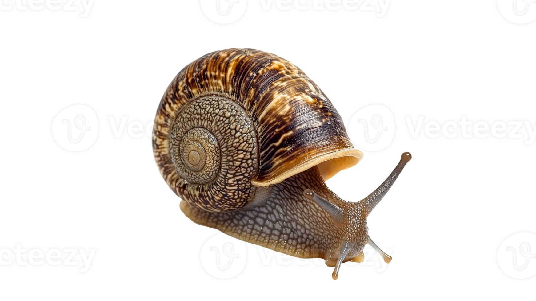 Snail with spiral shell moving on a white surface png