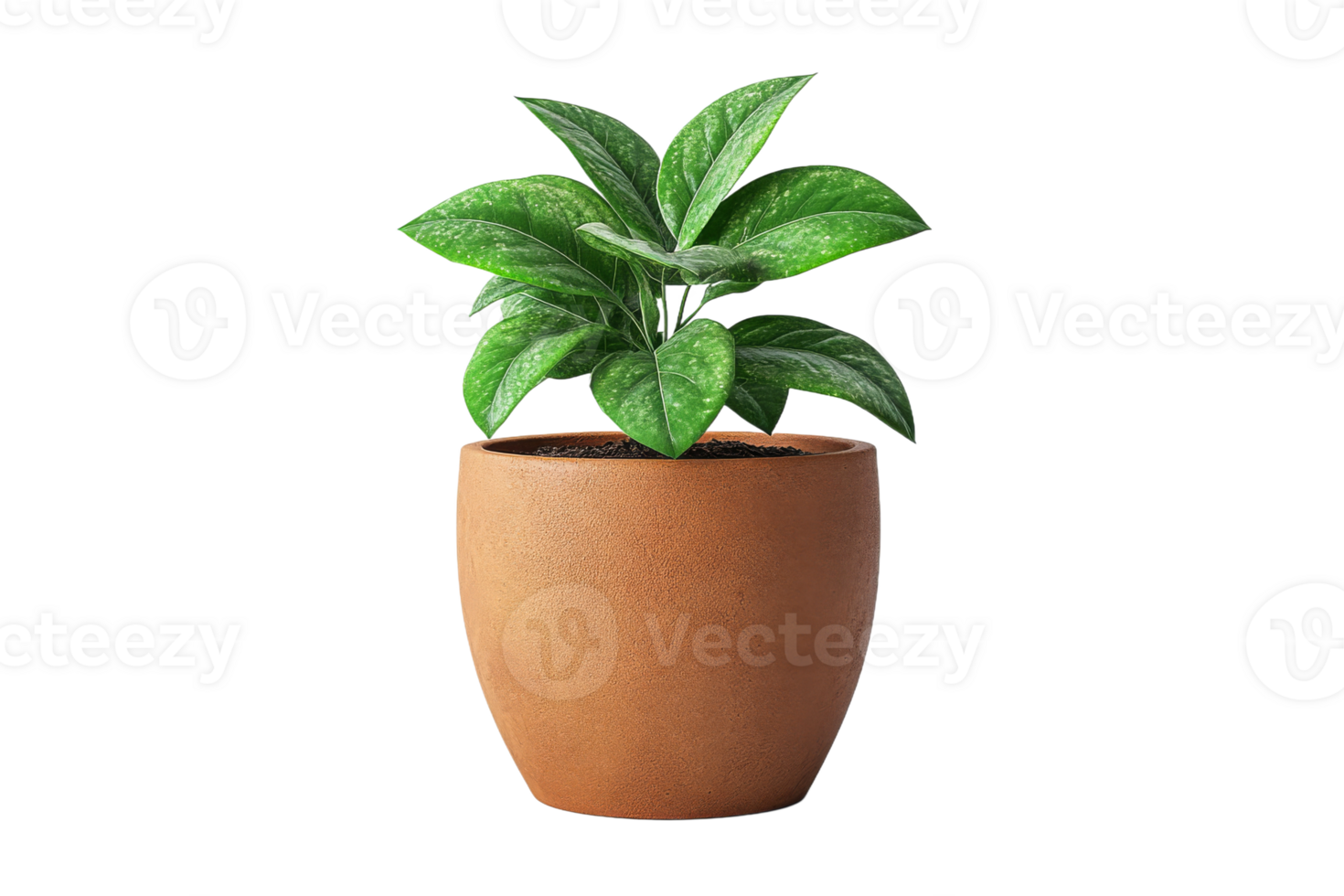 Green indoor plant in a simple clay pot png