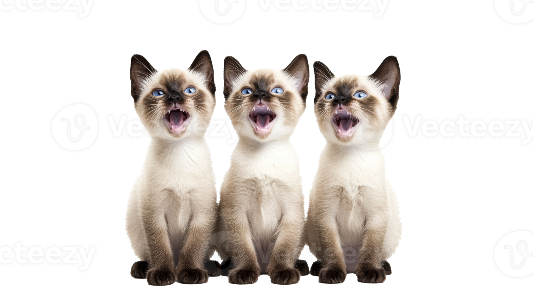 Three playful kittens meowing together in unison png