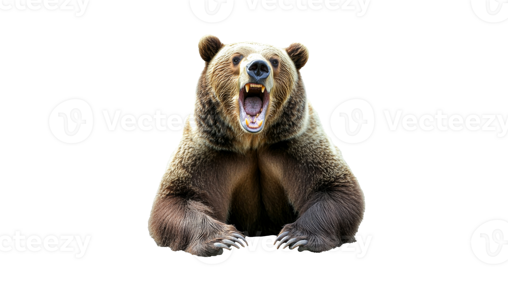 Grizzly bear roaring with mouth wide open png