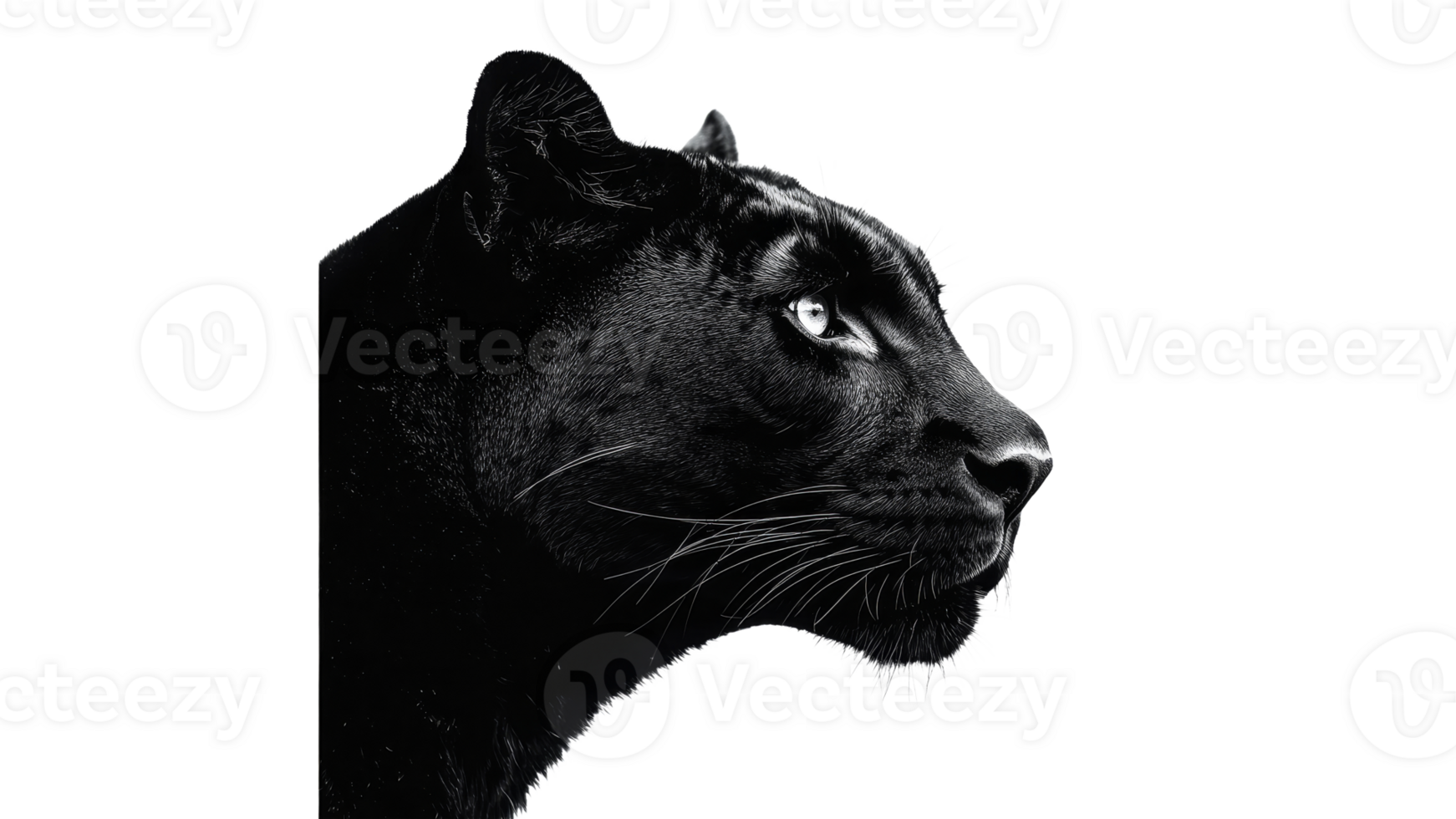 Black panther in profile with sharp gaze png