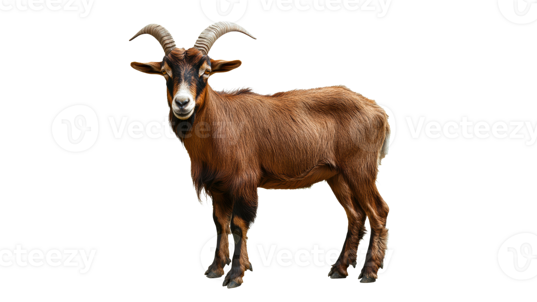 Brown goat standing against a white background png