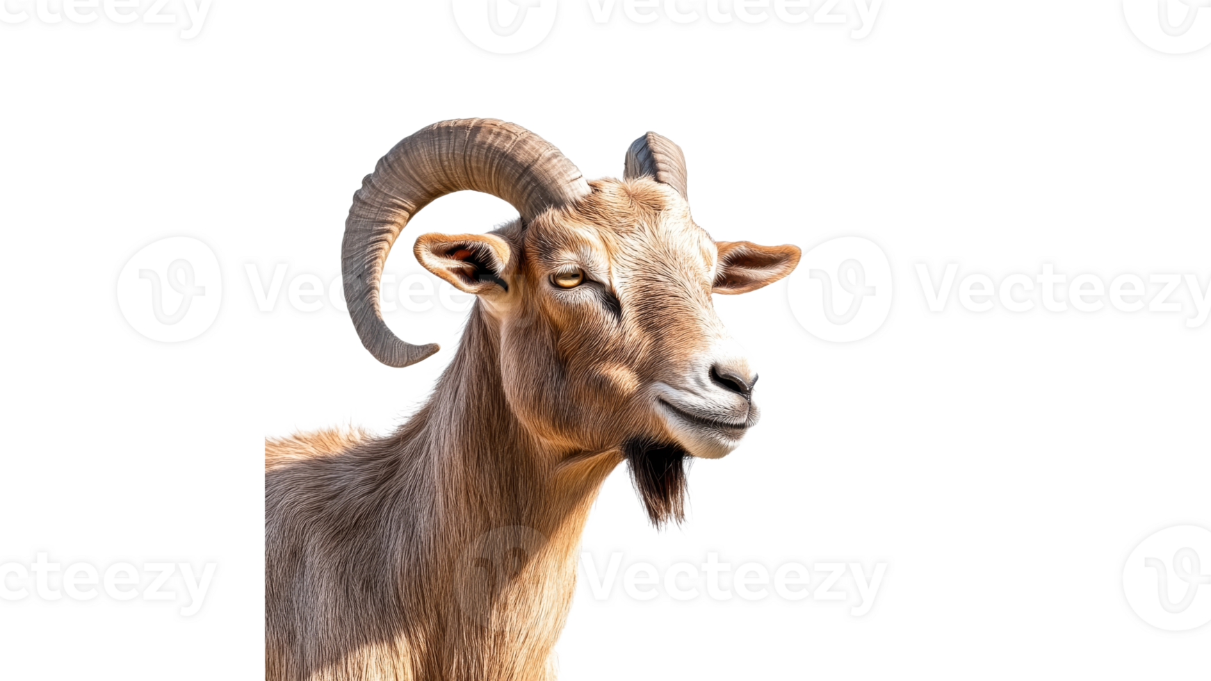 Mountain goat with impressive horns in close up png