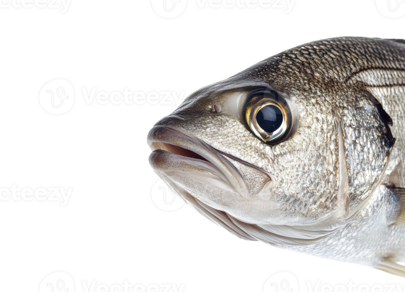 Fish close up highlights its details png