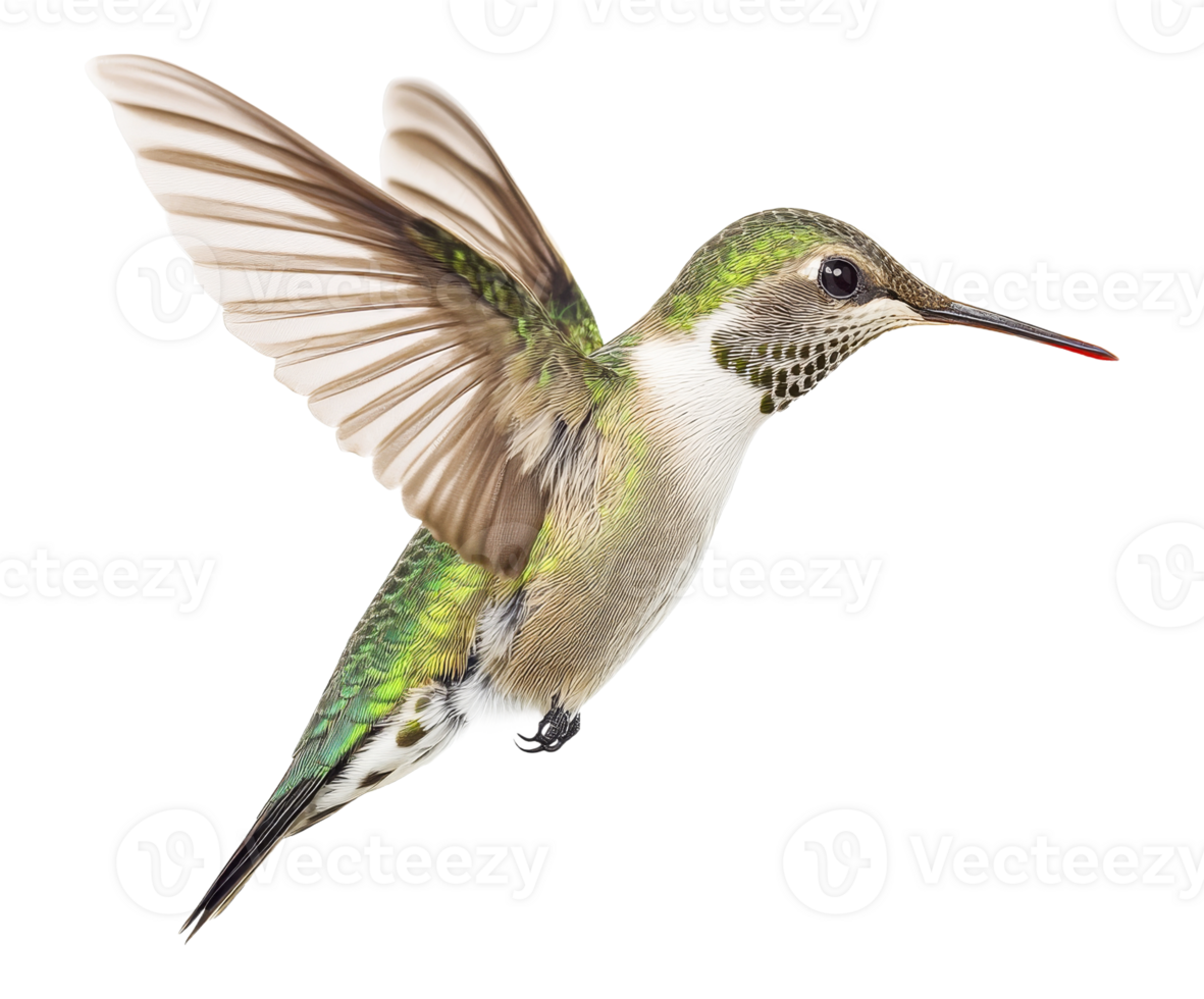 Colorful hummingbird in mid flight png