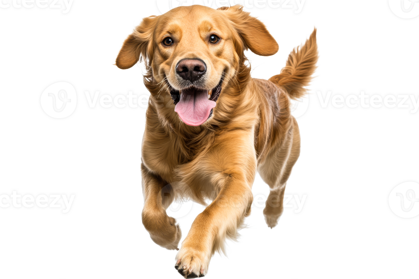 Joyful golden retriever running towards camera png