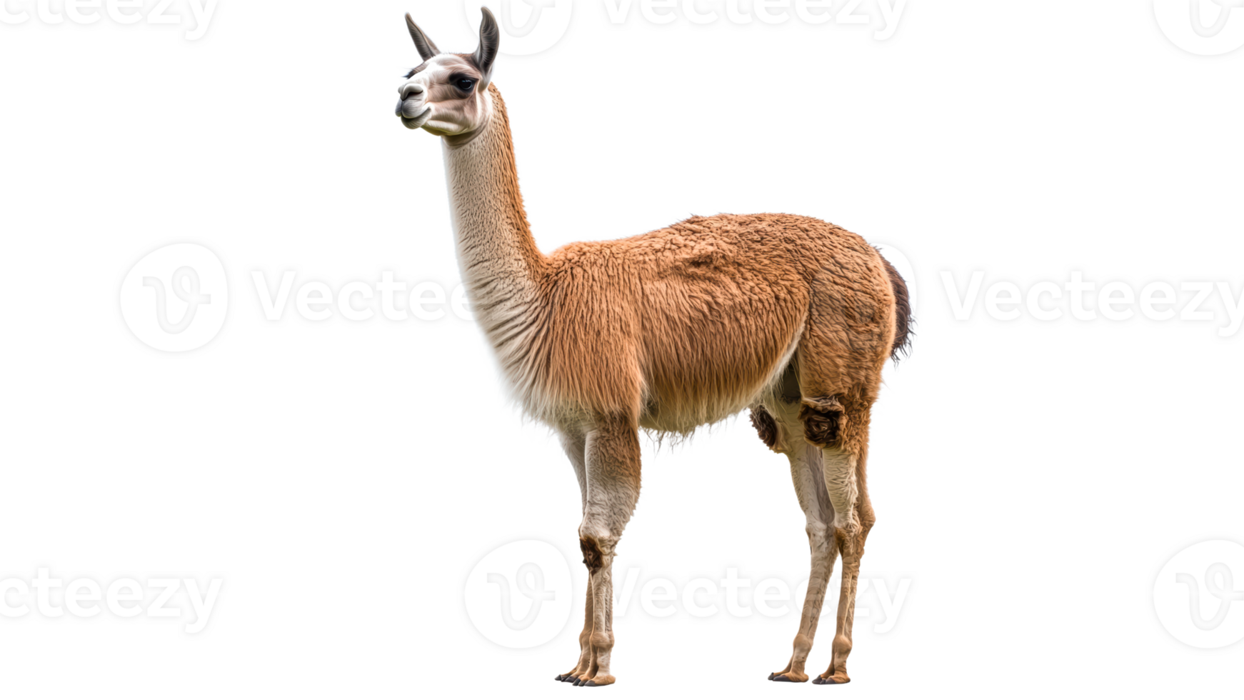 Unique llama standing gracefully in wide space png