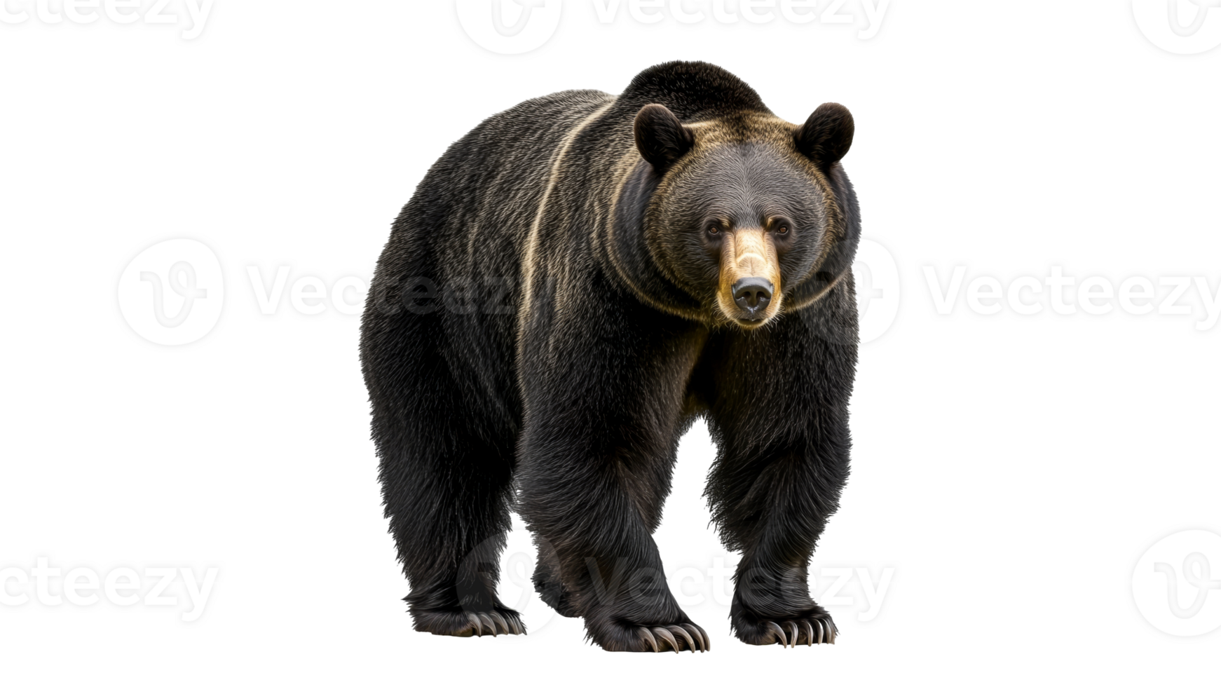 Brown bear standing in a natural pose transparent png