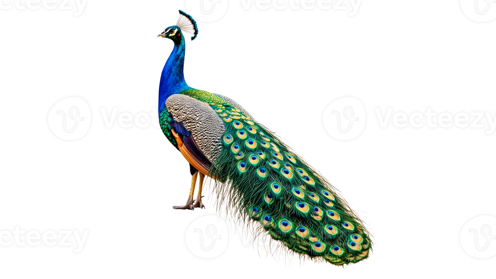 Colorful peacock displaying its vibrant feathers on transparent png
