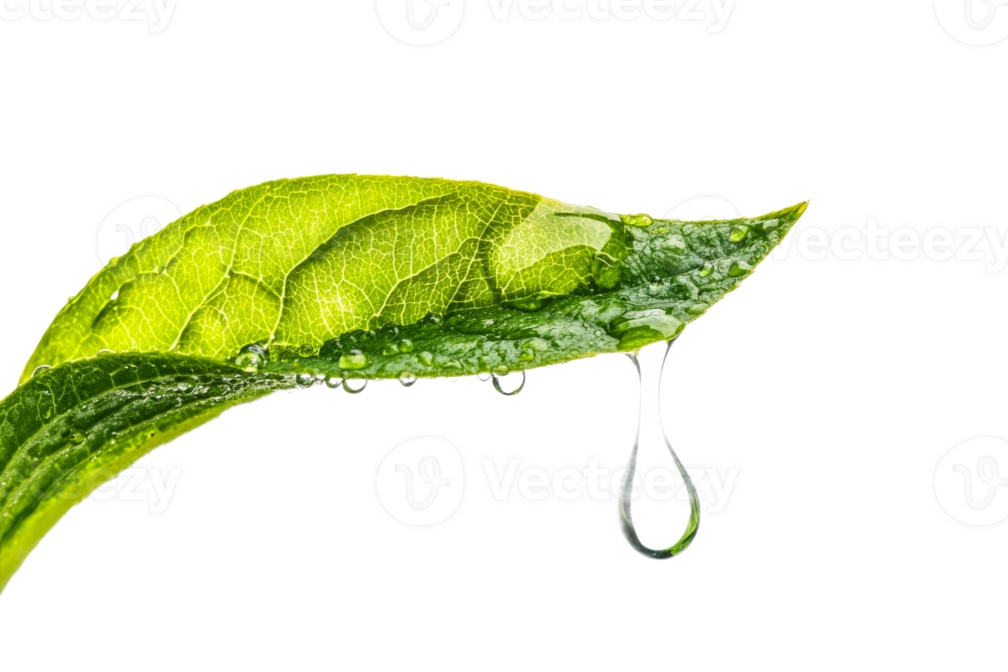 Water droplet on a green leaf after rain png