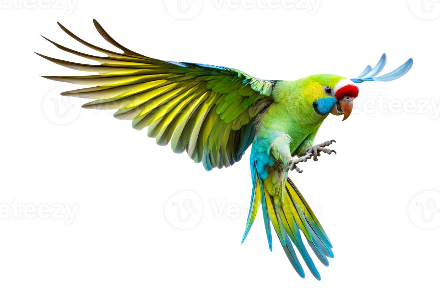 Vibrant parrot flying on white png
