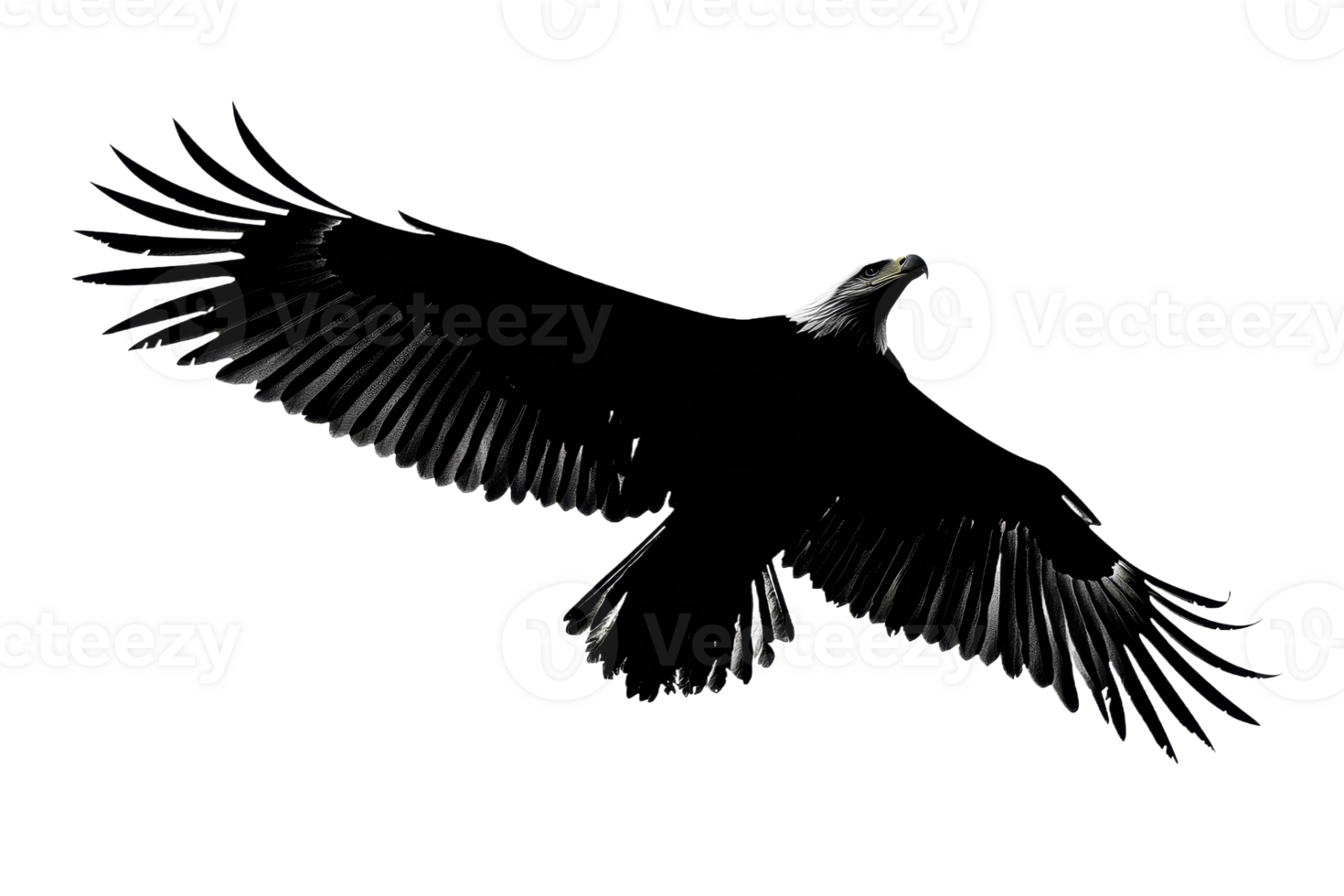 Majestic eagle soaring in open sky png