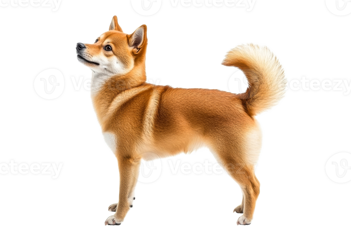 Shiba Inu posing with confidence in studio setting png