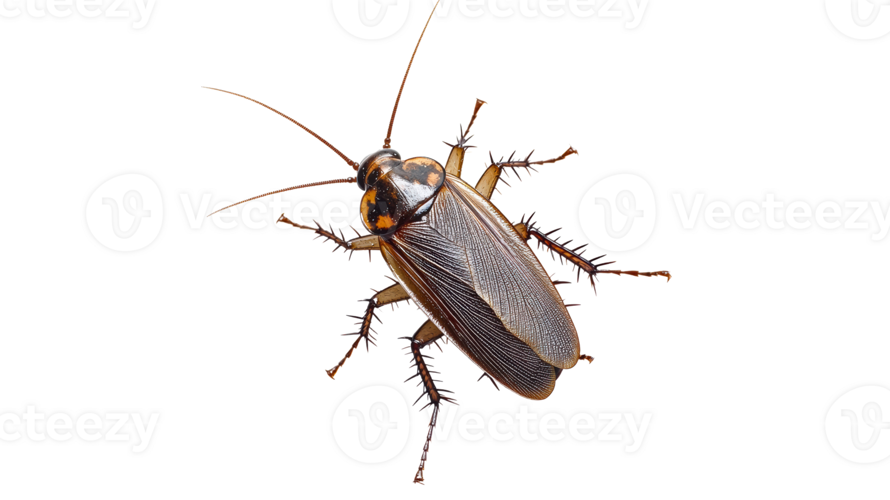 Close up of a cockroach on a white background png
